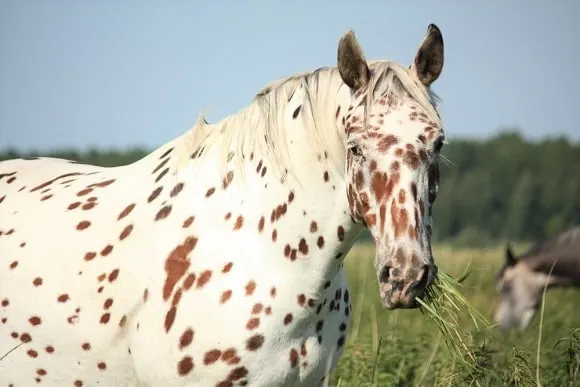 Knabstrupper horse easting grass