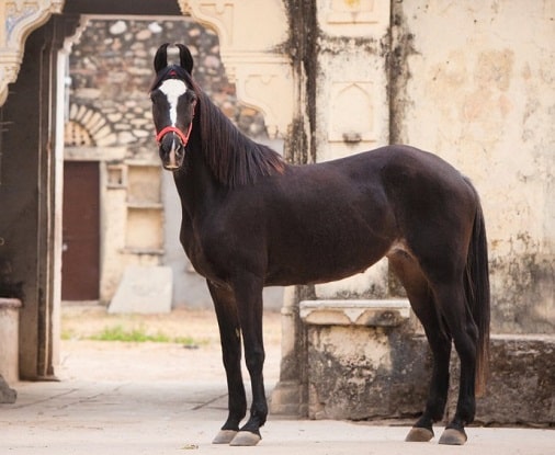 La raza de caballo Marwari originaria de la India posa para una foto