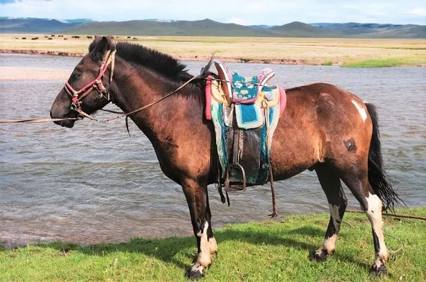 Caballo de guerra mongol ensillado y conducido