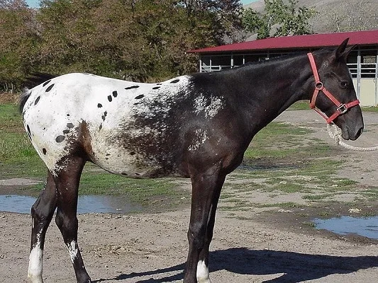 Nez Perce horse breed
