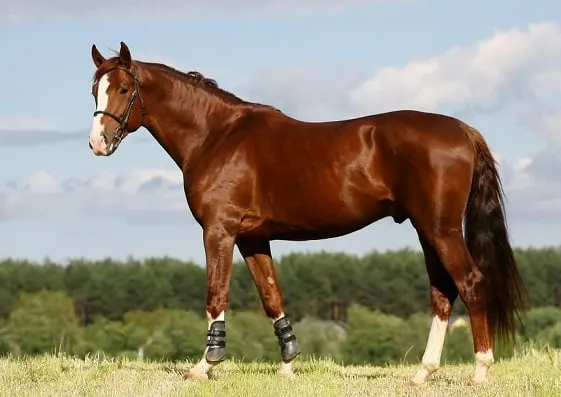 Chestnut Oldenburg dressage horse