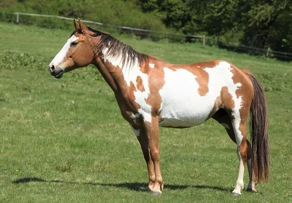 American Paint horse breed standing in a green grass field