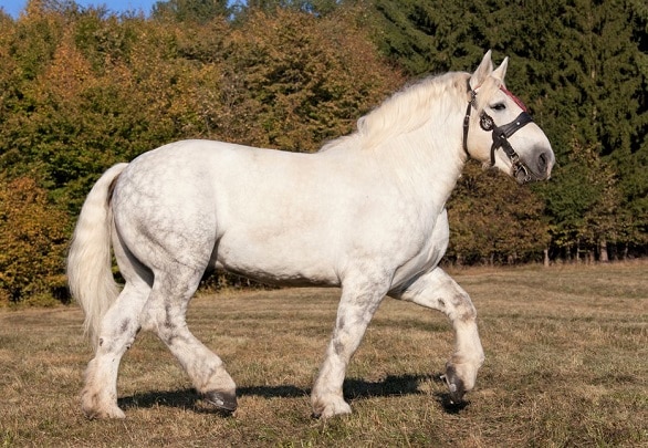 Großes schönes graues Percheron-Pferd, das auf einem Feld trabt. Eine traditionelle französische Kriegspferderasse