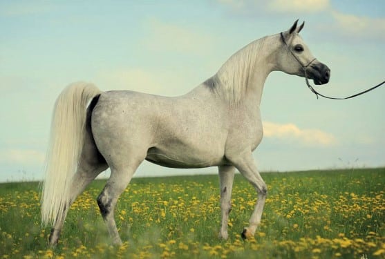 Grey Polish Arabian mare