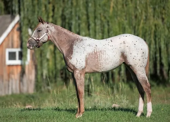 Chestnut Blanket Appaloosa Pony of the Americas Yearling Filly