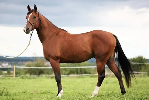  Race de chevaux arabes de race pure Bay 