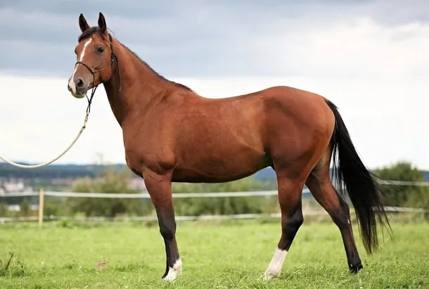 Bay purebred Arabian horse breed