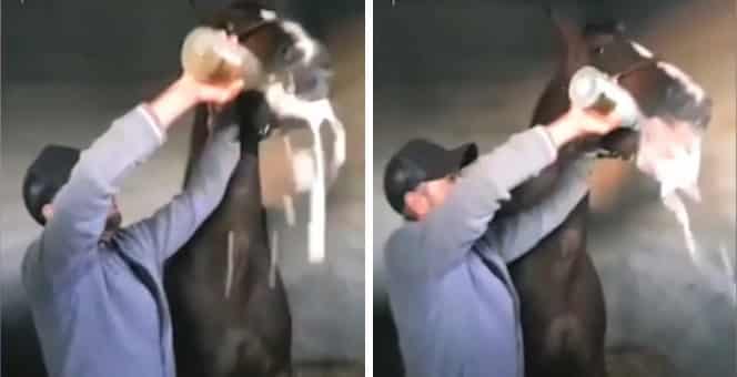 Race horse forced to drink champagne after winning a race