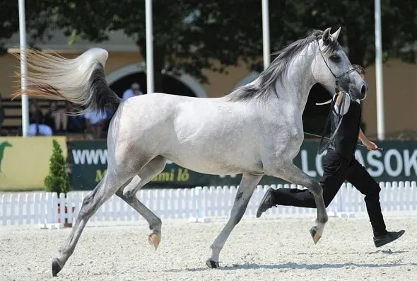 6 Types Of Purebred Arabian Horses (Egyptian, Polish, Shagya & More)