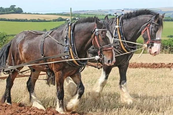 Shire work horses ploughing a field