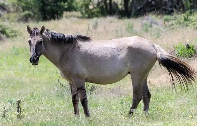 Rara razza di cavallo Sorraia della riserva naturale di Faia Brava, Portogallo