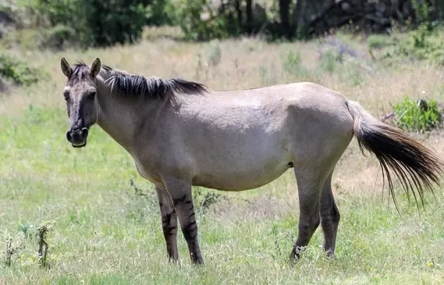 Rare Sorraia horse breed from Faia Brava nature reserve, Portugal