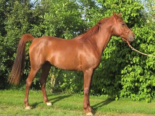 Chestnut Spanish Arabian horse type