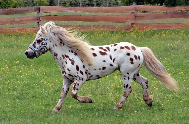 Spotted Miniature horse