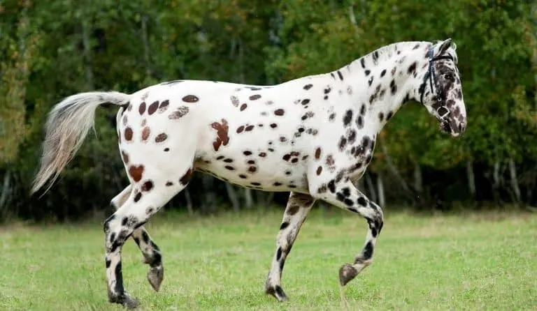 10-spotted-horse-breeds-with-pictures-horsey-hooves