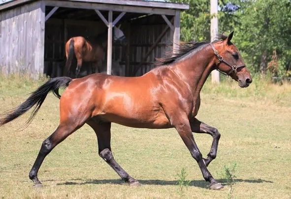 American Standardbred horse breed, popular in America for harness racing