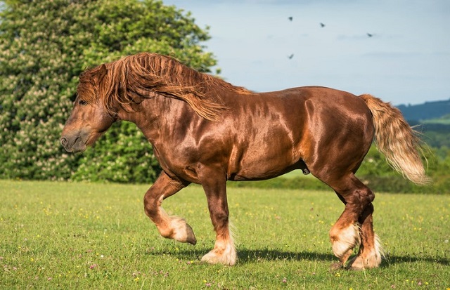 Suffolk Punch horse draft breed trotting in a field