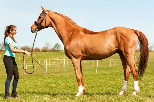 Thoroughbred race horse, den snabbaste hästrasen i världen