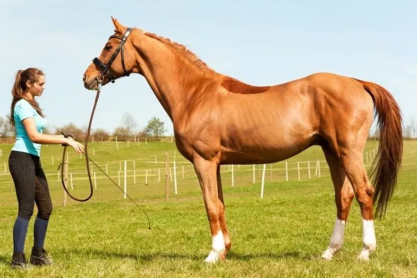Thoroughbred race horse, the fastest horse breed in the world