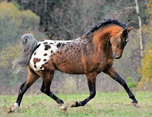 10 Spotted Horse Breeds With Pictures - Horsey Hooves