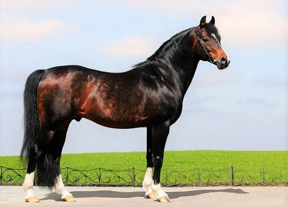 Caballo semental Trakehner oscuro