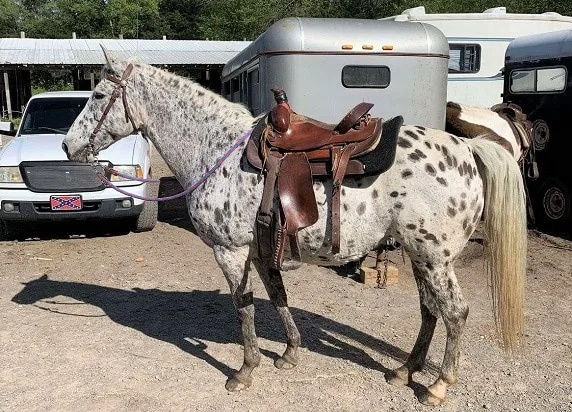 Walkaloosa horse tacked up