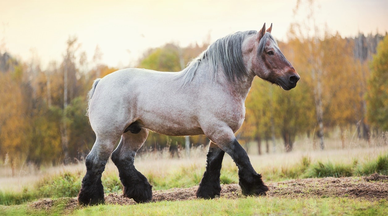 8 Common Work & Draft Horse Breeds