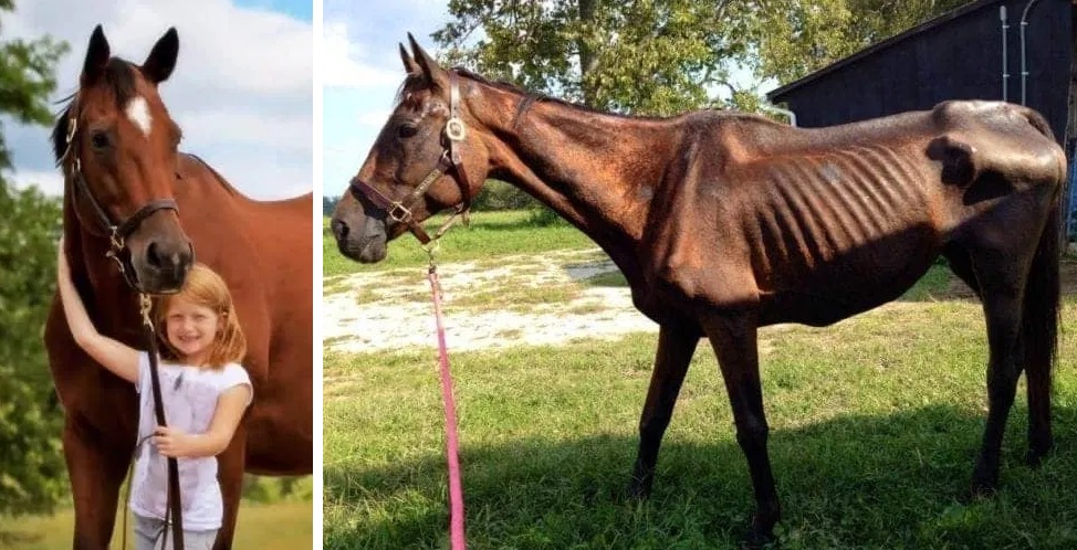 Little Girl Saves Horse From Starvation & Now They Share an Incredible Bond