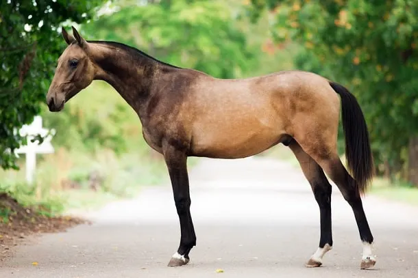 Akhal-Teke, an ancient horse breed