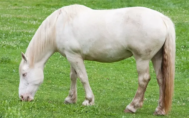 A white American Cream Draft horse grazing in a field