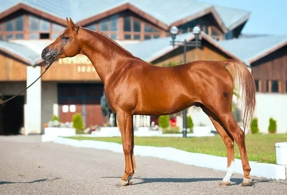 Arabian horse stallion chestnut