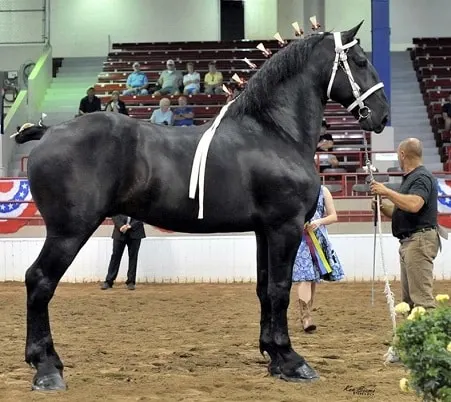 Black Percheron horse standing at a horse show
