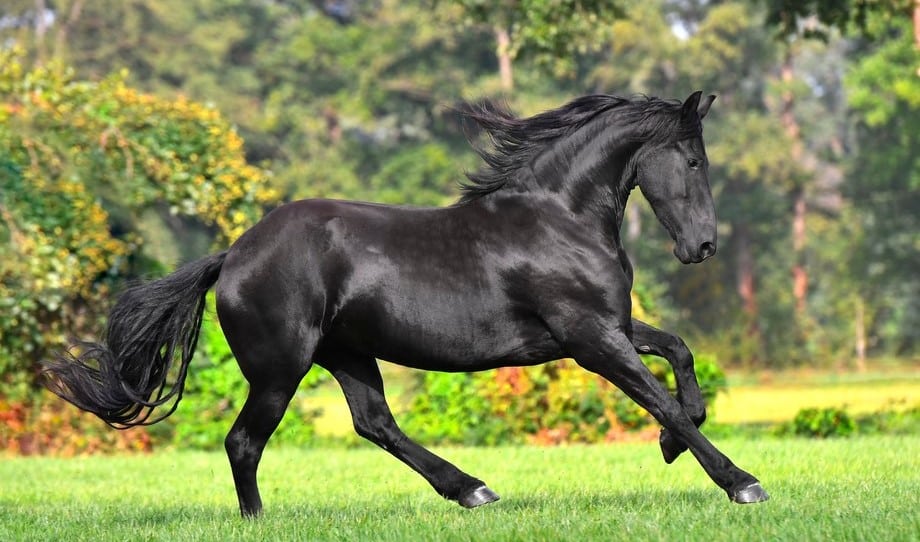 Beautiful black Friesian horse breed - Common black horse breeds