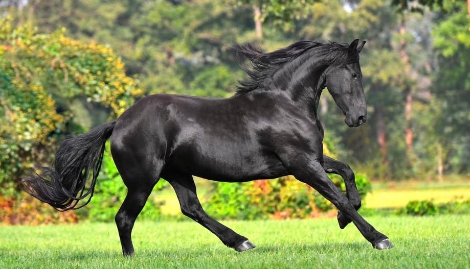 Black Horse Meaning Synonyms