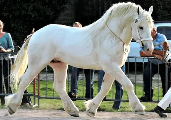 Caballo blanco de Boulonnais en un espectáculo de caballos