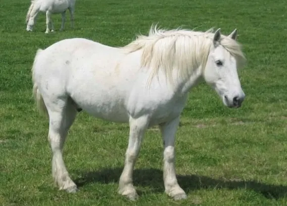독특한 카마르는 말은 품종으로는 흰색 코트