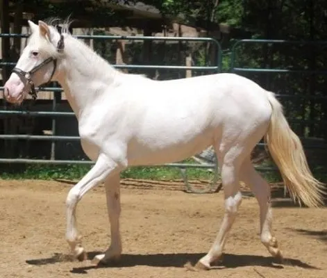 Raza de caballo Blanco Camarillo