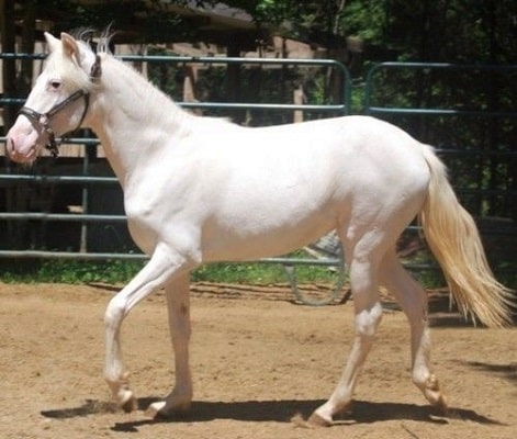 Camarillo White Horse breed