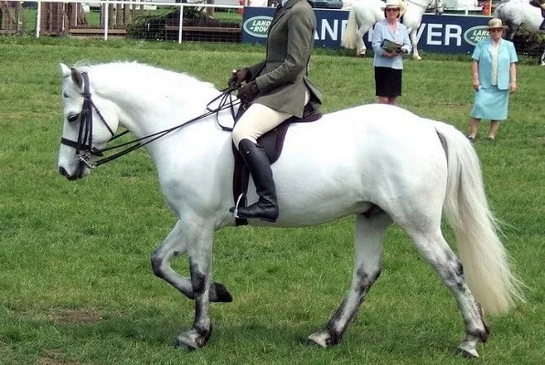 Pony Connemara blanco de Irlanda que se muestra en el Royal Winsor Horse Show