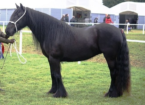 Beautiful black Dales pony at horse show