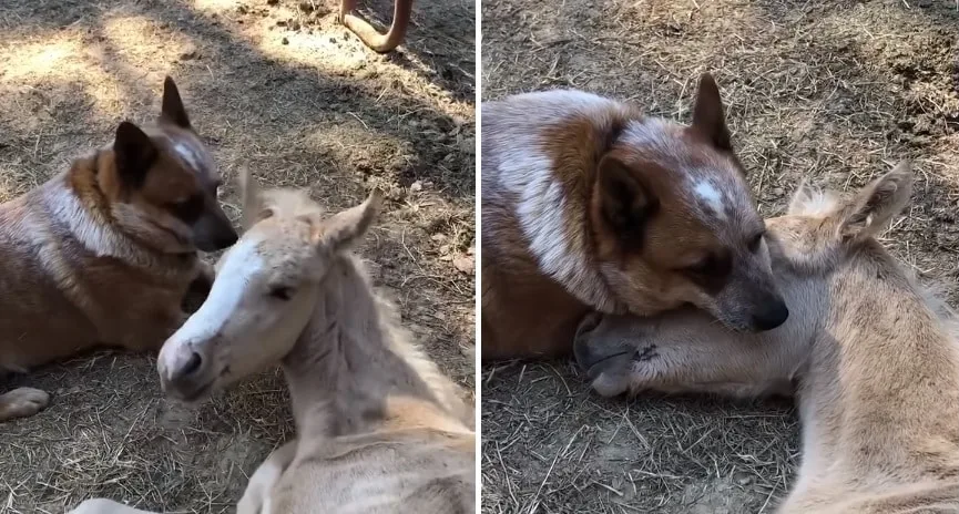 Rescue Dog Comforts Orphaned Foal Who’s Mum Passed Away