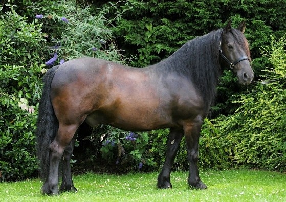 Black Fell Pony horse breed from England
