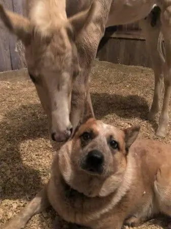 Dog and foal comforting each other in a stable