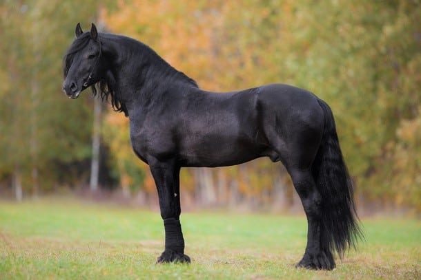 Friesian black horse breed standing in a field