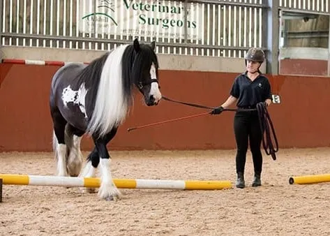 Frodo the rescue horse competing at the Royal Winsor Show