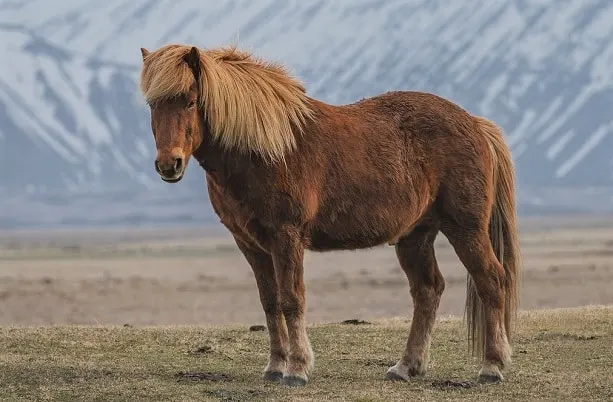 Icelandic horse, one of the oldest horse breeds in existence