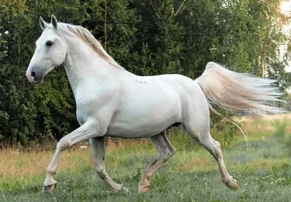 Race de chevaux lipizzans blancs