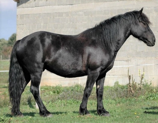 Black Merens horse breed