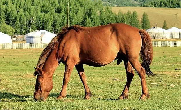 Mongolian horse grazing in a field