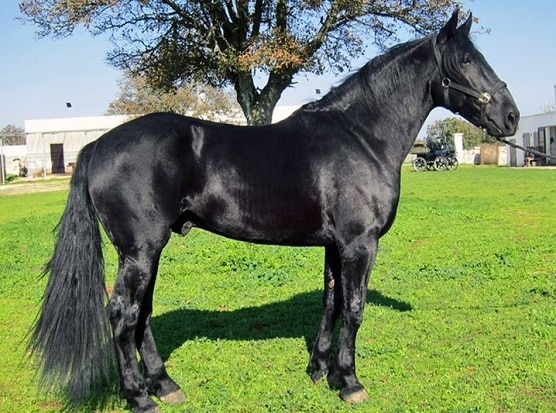 Black Murgese horse breed 